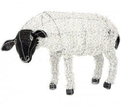 sheep_looking_web