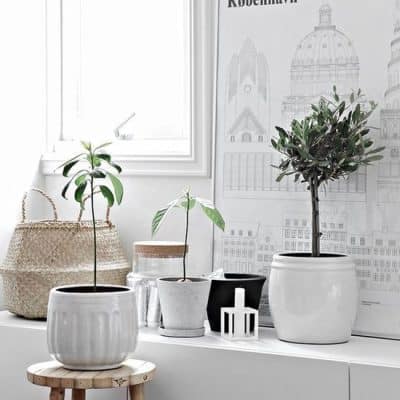 Sfeervolle olijfplanten voor je interieur en een echte olijfboom naast je voordeur