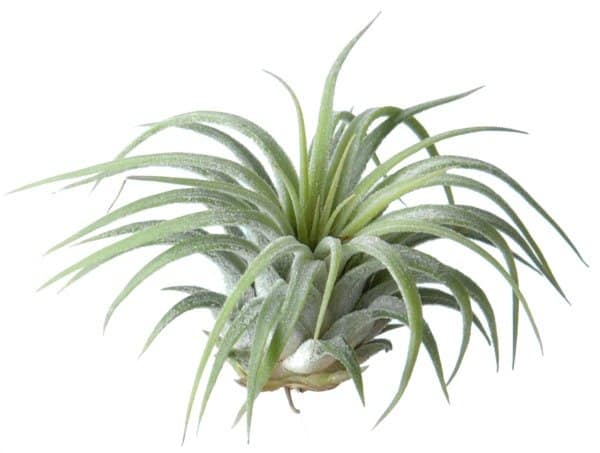 luchtplantje-tillandsia-ionantha