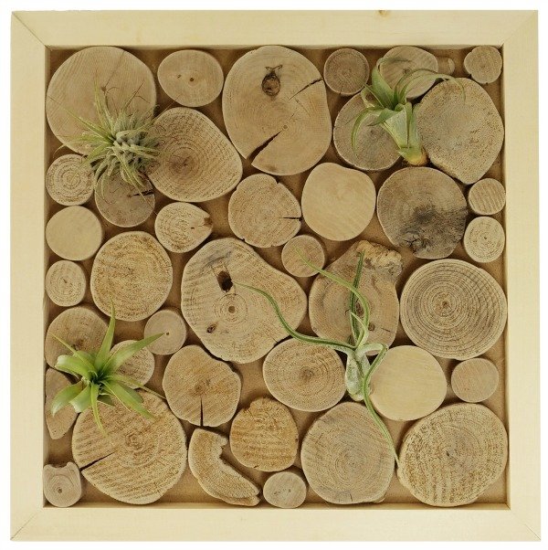 wanddecoratie-luchtplantjes-houtplakjes