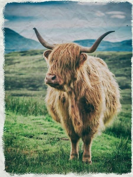 highlandcow-kreukposter - onlineposterkopen - Hippeshops