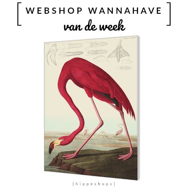 American Flamingo [Webshop Wannahave van de Week]