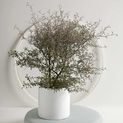 Deze top 5 easy planten zijn échte blikvangers en je hebt er geen omkijken naar!