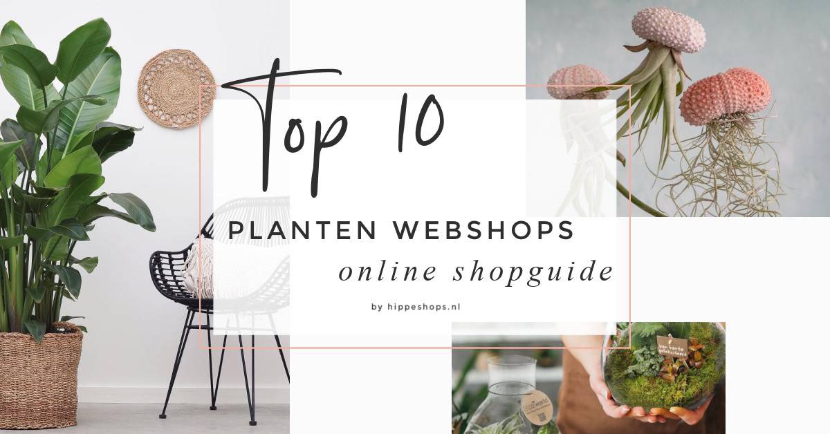 Online planten kopen? Top 10 hippe planten webshops  online shopguide