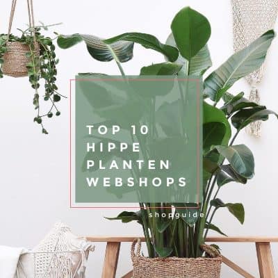 Deze 10 hippe planten webshops bezorgen de mooiste kamerplanten bij jou thuis