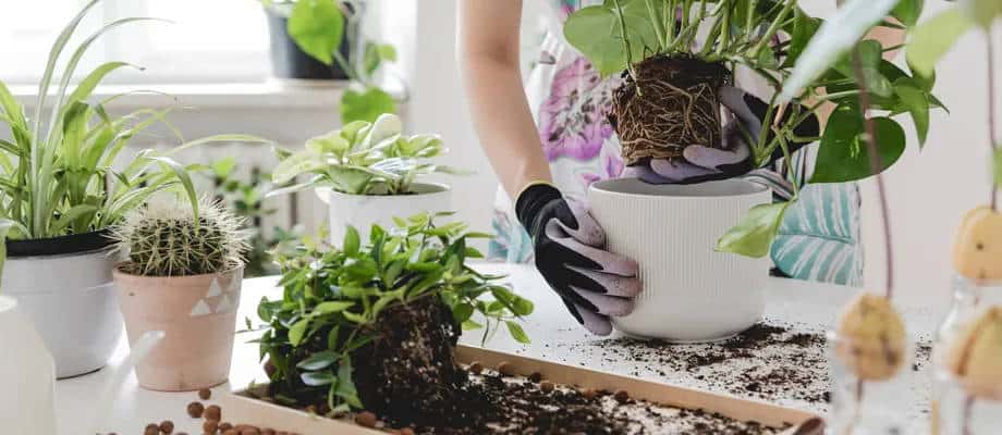 planten verpotten
