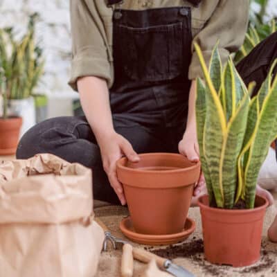 Zo verpot je jouw planten voor het beste resultaat