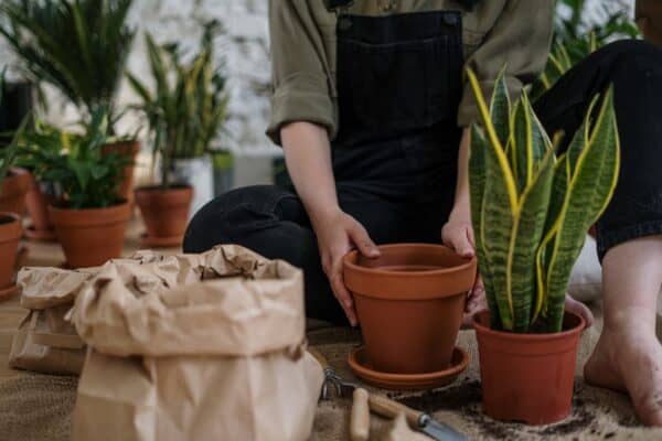 verpotten van planten