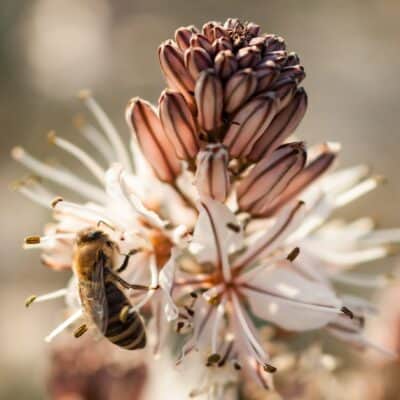 BIOGROEI | thuiskomen in een groen paradijs 🐝 Alle kleine bee(s)tjes helpen.
