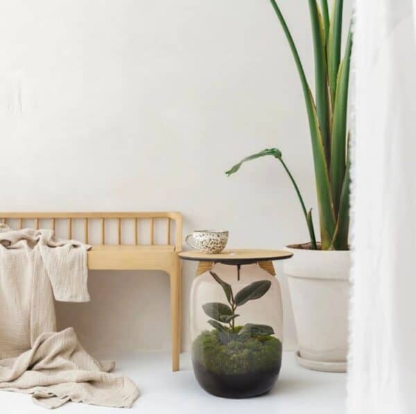 growingconcepts terrarium