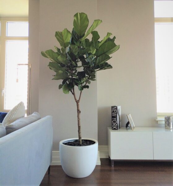 Ficus Lyrata op stam