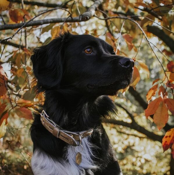 herfstwandeling hondenhalsband